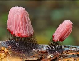 Attēlu rezultāti vaicājumam “Stemonitis axifera young”