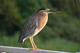 Image result for Butorides virescens