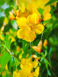 Attēlu rezultāti vaicājumam “Hypericum perforatum flower”