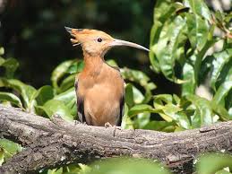 Image result for hoepoe