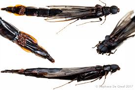 Attēlu rezultāti vaicājumam “Lymexylidae”