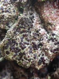 Attēlu rezultāti vaicājumam “Arthonia spadicea”