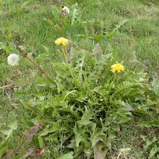 Attēlu rezultāti vaicājumam “Taraxacum officinale aggr. leaf”