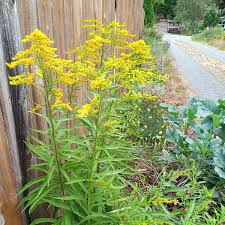 Attēlu rezultāti vaicājumam “Solidago canadensis fruit”