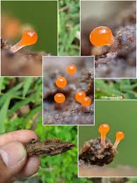 Attēlu rezultāti vaicājumam “Trichia crateriformis spores”