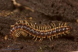 Attēlu rezultāti vaicājumam “Myriapoda”