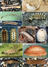 Attēlu rezultāti vaicājumam “Tipulidae larva”