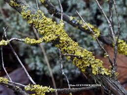 Attēlu rezultāti vaicājumam “Vulpicida pinastri”