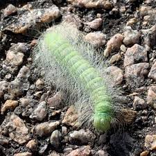 Attēlu rezultāti vaicājumam “Acronicta leporina”