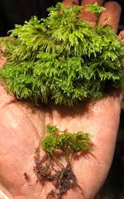 Attēlu rezultāti vaicājumam “Isothecium myosuroides”