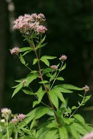 Image result for Eupatorium cannabinum