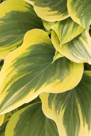 Attēlu rezultāti vaicājumam “Hosta sp.”