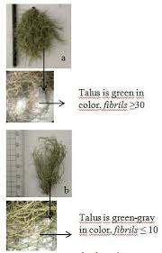 Attēlu rezultāti vaicājumam “Usnea hirta”