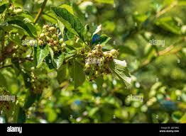 Attēlu rezultāti vaicājumam “Crataegus submollis”