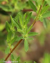 Attēlu rezultāti vaicājumam “Ononis arvensis bud”