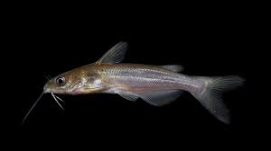 Image result for Ictalurus punctatus