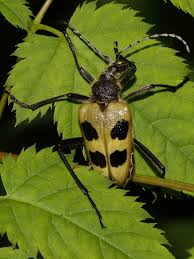 Attēlu rezultāti vaicājumam “Pachyta quadrimaculata”