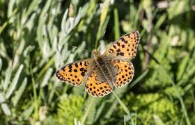Attēlu rezultāti vaicājumam “Issoria lathonia upperside”