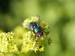 Attēlu rezultāti vaicājumam “Licea pygmaea macro”