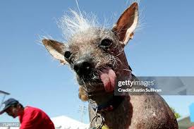 Image result for ugliest dog