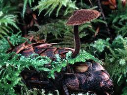 Attēlu rezultāti vaicājumam “Auriscalpium vulgare”