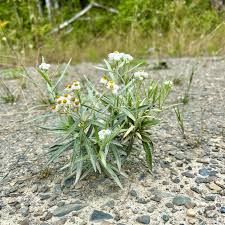Attēlu rezultāti vaicājumam “Anaphalis margaritacea leaf”