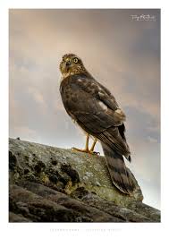 Attēlu rezultāti vaicājumam “Accipiter nisus female”