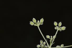 Attēlu rezultāti vaicājumam “Torilis japonica fruit”