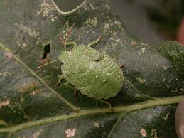 Attēlu rezultāti vaicājumam “Palomena prasina nymph”