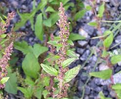Attēlu rezultāti vaicājumam “Chenopodium polyspermum var. acutifolium flower”