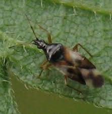 Attēlu rezultāti vaicājumam “Anthocoris nemorum”