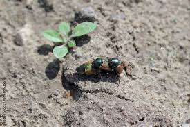 Attēlu rezultāti vaicājumam “Anomala dubia”