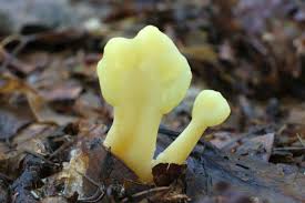 Attēlu rezultāti vaicājumam “Spathularia flavida”