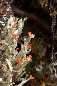 Attēlu rezultāti vaicājumam “Cladonia”