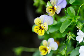 Attēlu rezultāti vaicājumam “Viola tricolor flower”