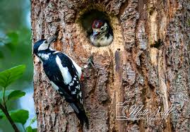 Attēlu rezultāti vaicājumam “Dendrocopos major female”