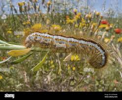 Attēlu rezultāti vaicājumam “Malacosoma castrensis larva”