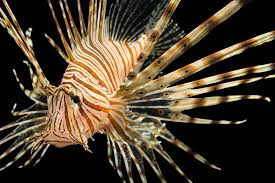 Image result for Pterois volitans