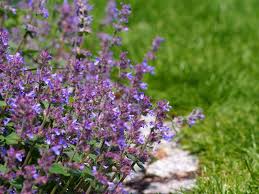 Image result for Katzenminze