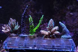 Image result for Sapphire Acro