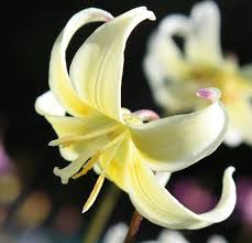 Attēlu rezultāti vaicājumam “Erythronium sibiricum flower”