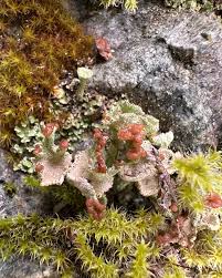 Attēlu rezultāti vaicājumam “Cladonia coccifera”