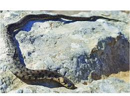 Attēlu rezultāti vaicājumam “Natrix natrix adult”