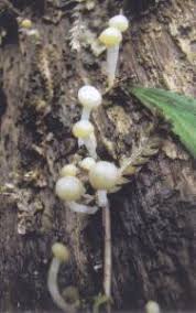 Attēlu rezultāti vaicājumam “Vibrissea decolorans”