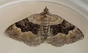 Attēlu rezultāti vaicājumam “Xanthorhoe quadrifasiata”