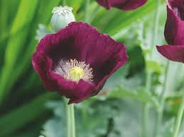 Attēlu rezultāti vaicājumam “Papaver somniferum flower”