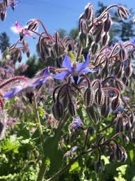 Attēlu rezultāti vaicājumam “Borago officinalis leaf”