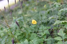 Image result for Meconopsis cambrica