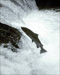 Image result for Salmo salar