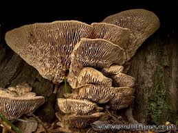 Attēlu rezultāti vaicājumam “Daedalea quercina”